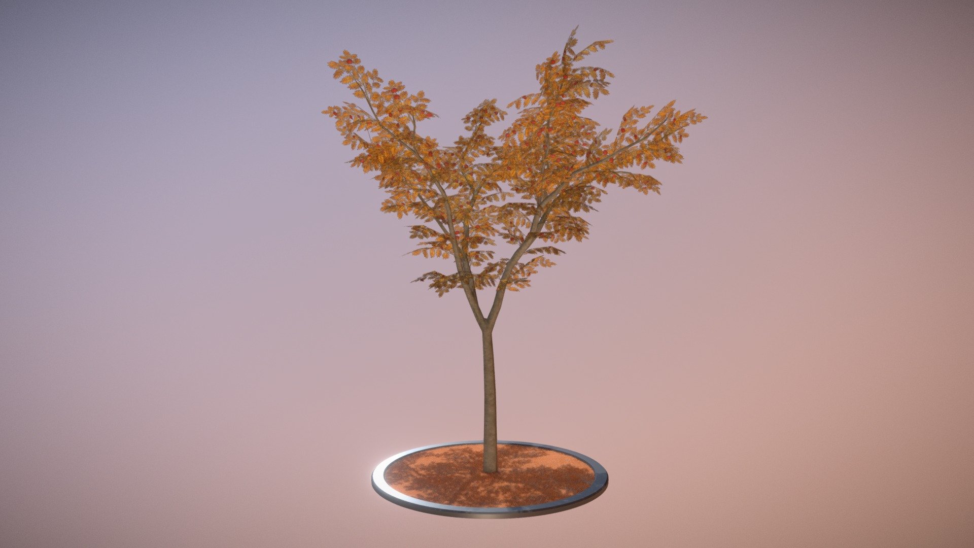 Eberesche 8 Meter Herbst 3d model