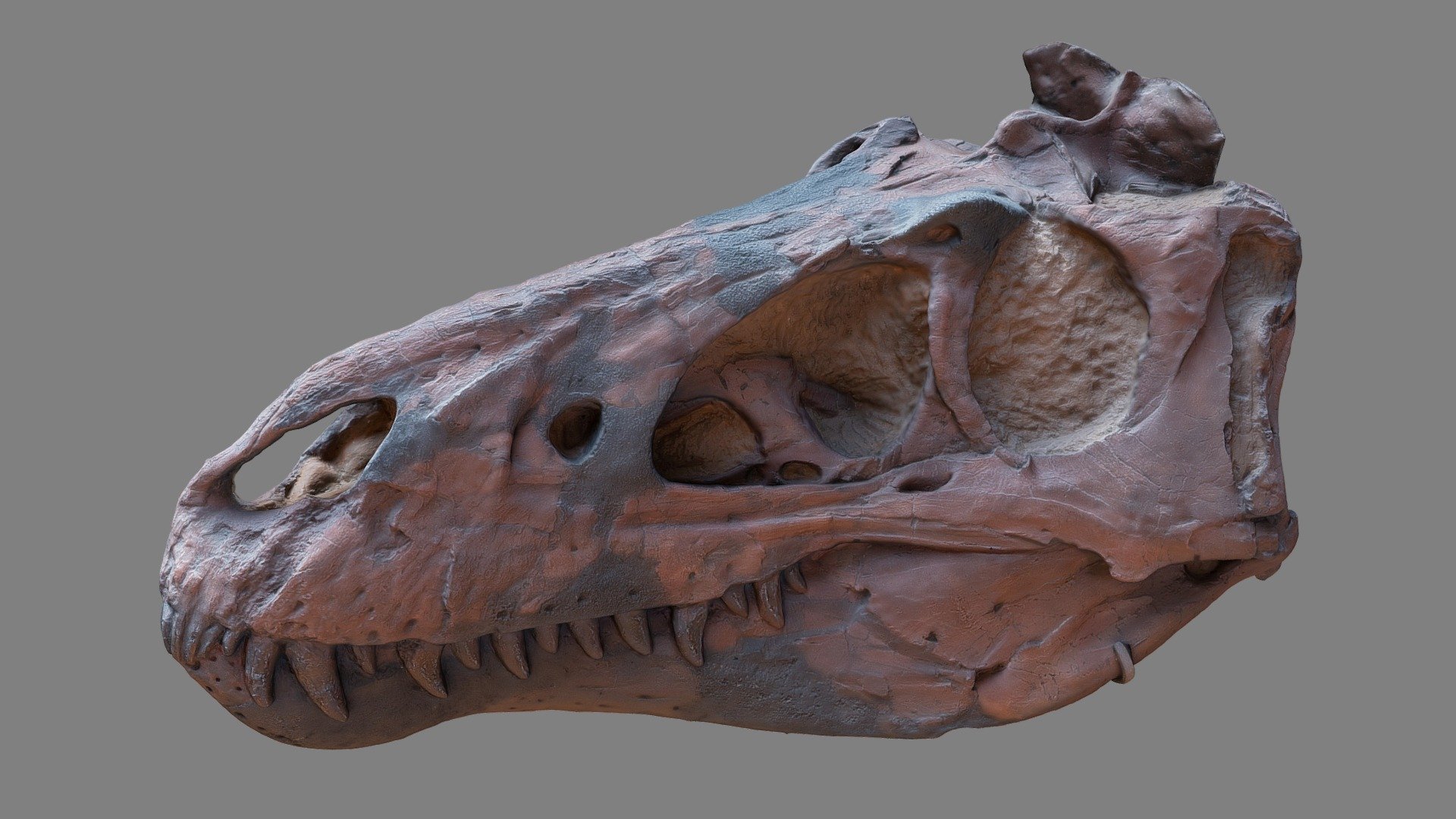 Nanotyrannus (young T-Rex). 3d model