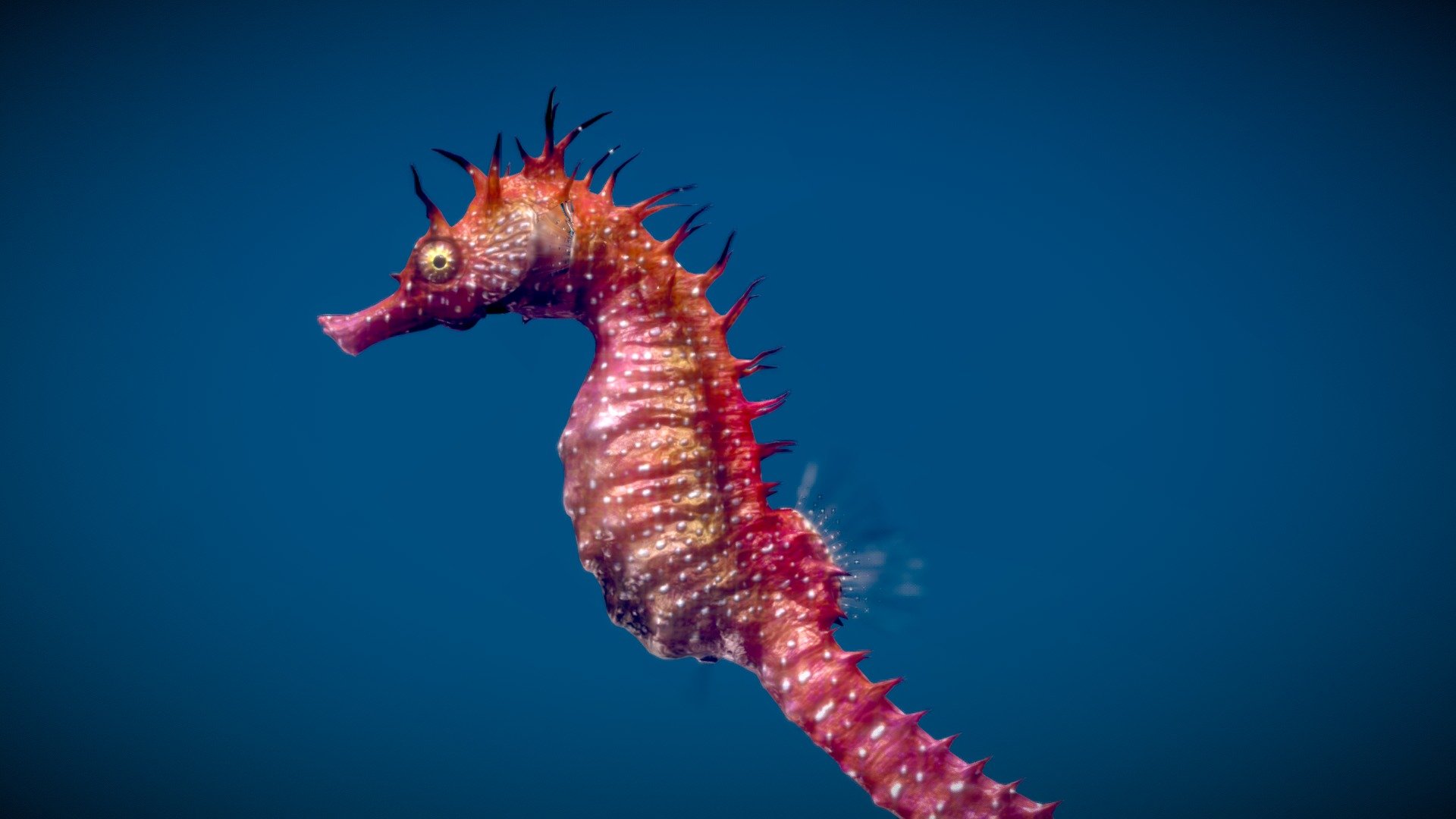 Long-snouted Seahorse 3d model