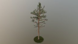 Pine Tree