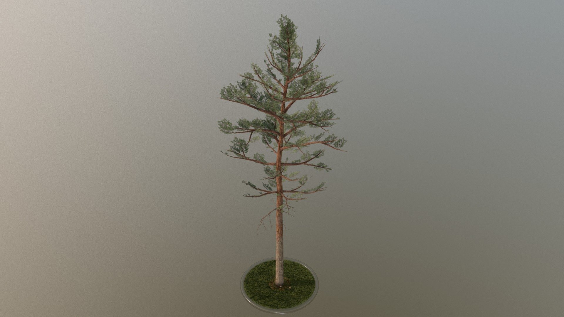 Pine Tree 3d model