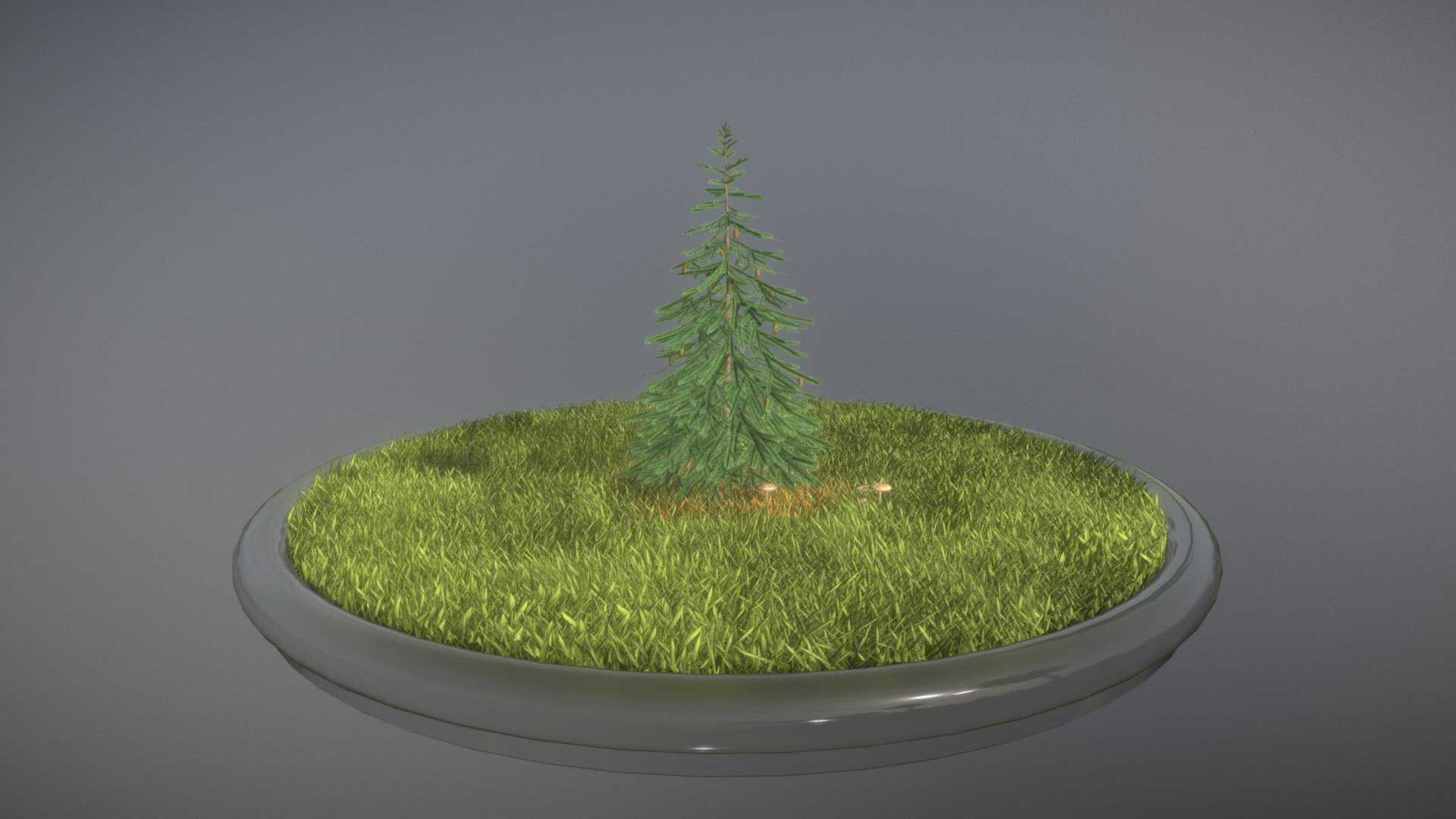 Spruce Tree 3d model