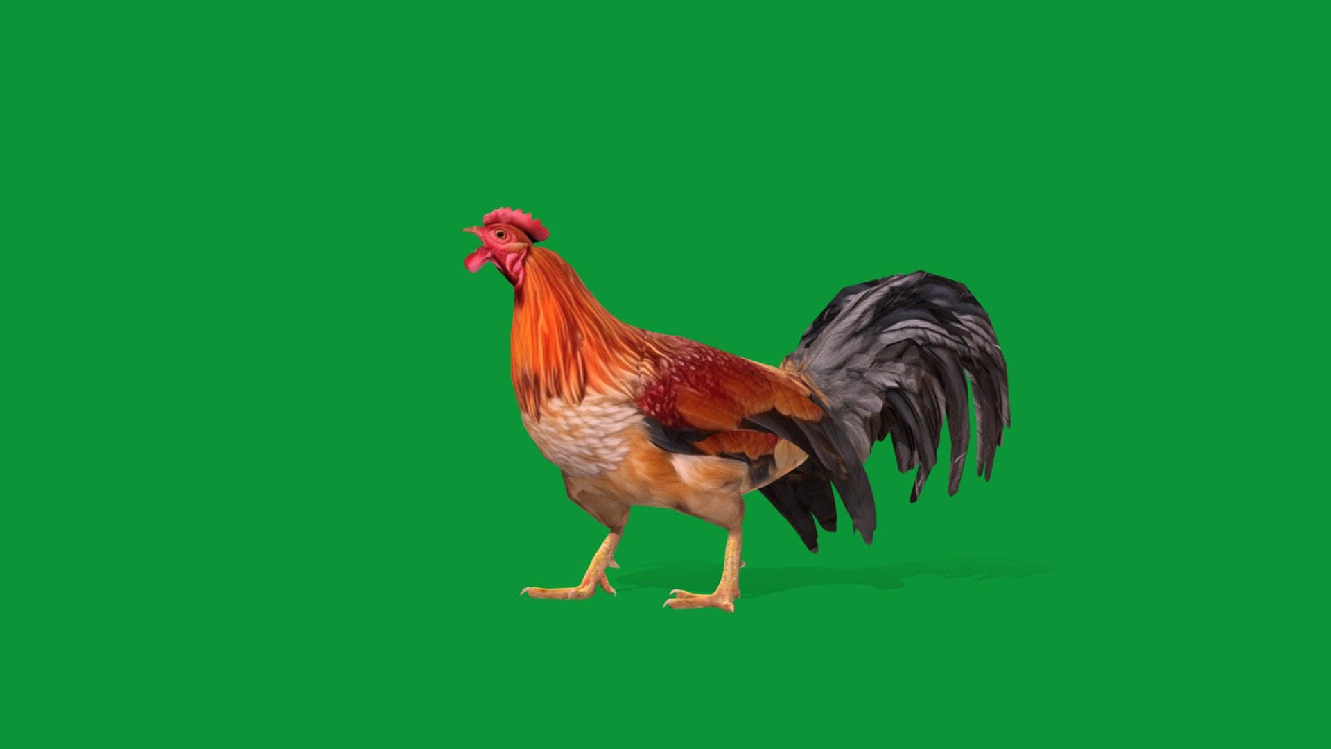 Male Chicken Rooster (Lowpoly) 3d model