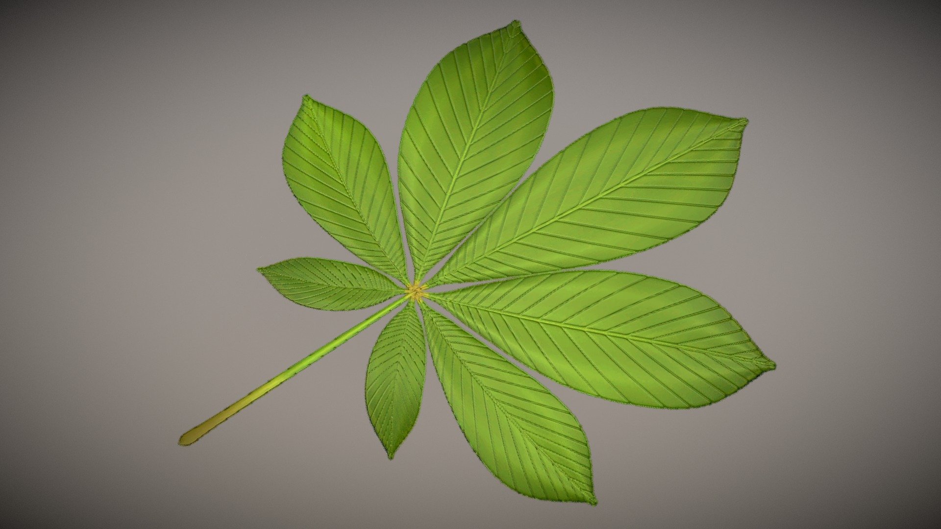 Chestnut Leaf Low-Poly 3d model