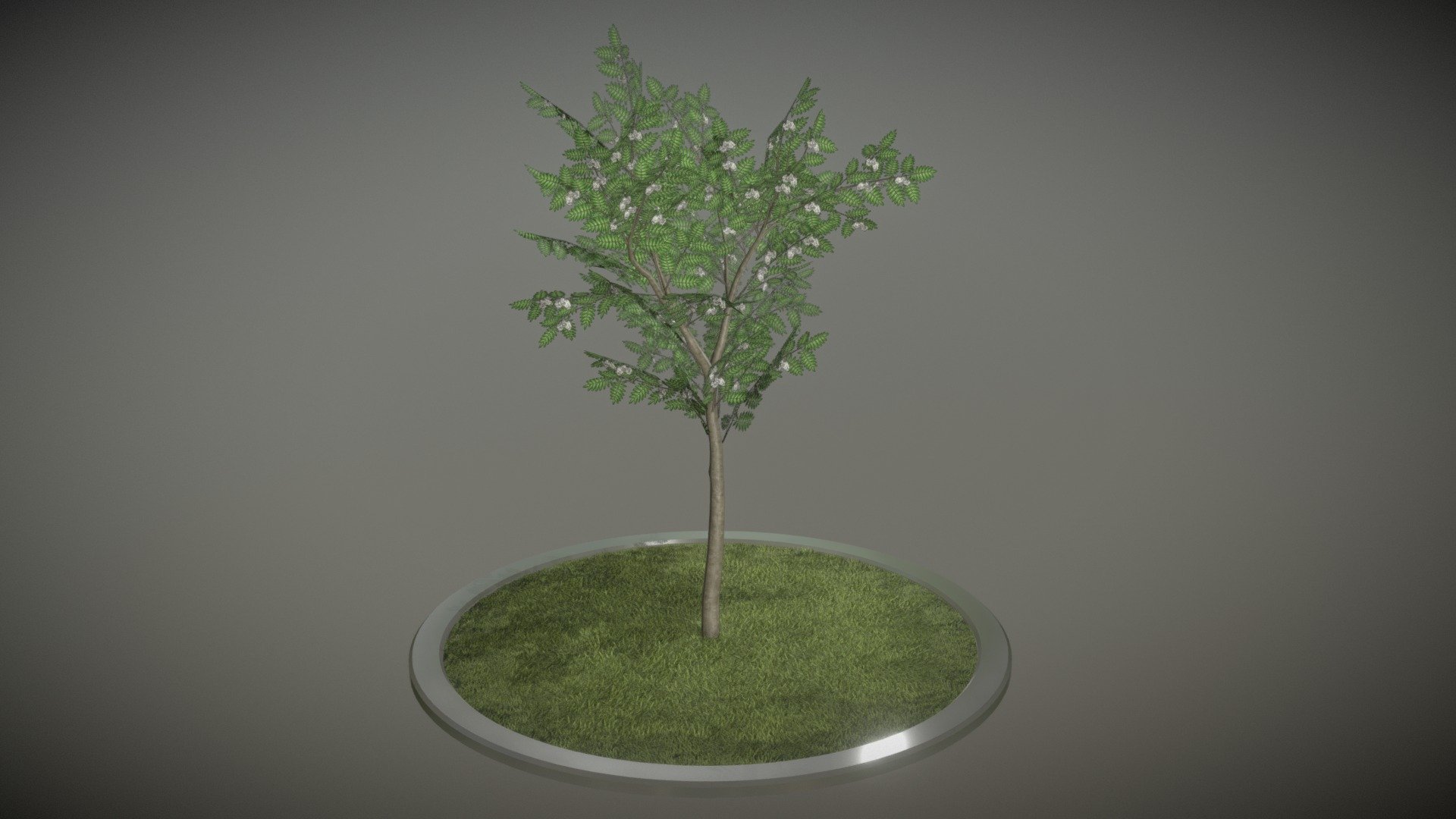 Rowan Tree 3d model