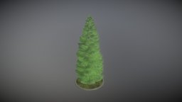 Spruce Tree