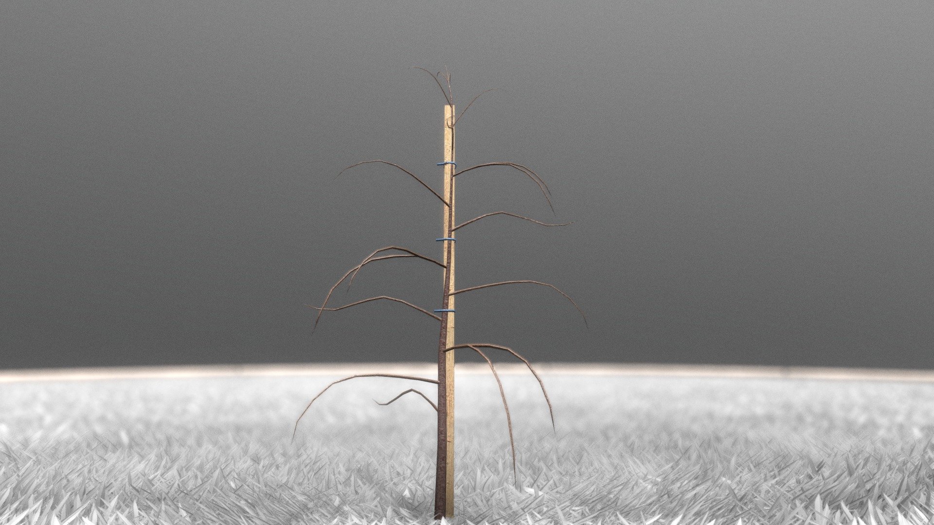 Small Plum Tree 2m 3d model