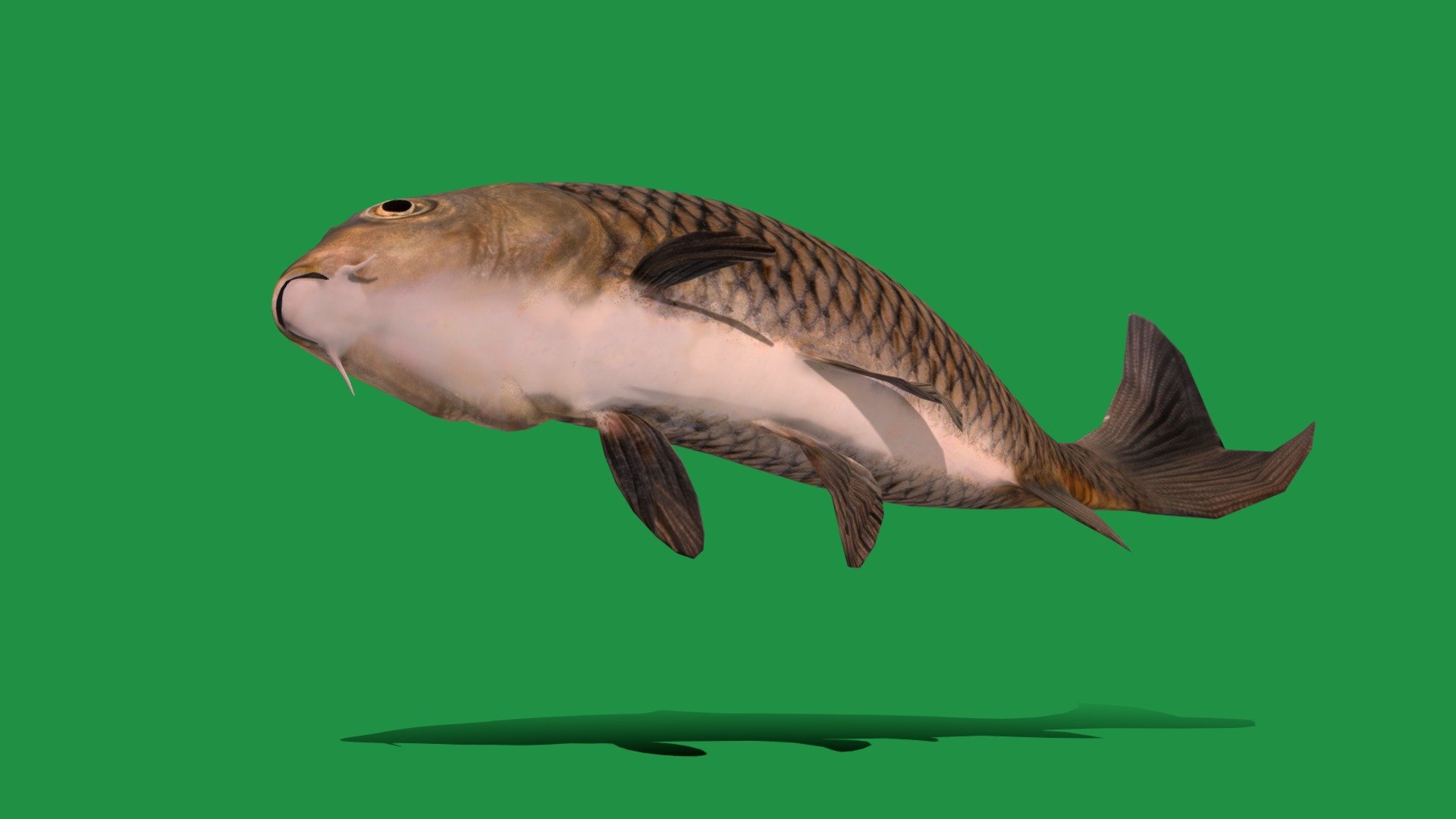 Common Carp Fish (Endangered) 3d model