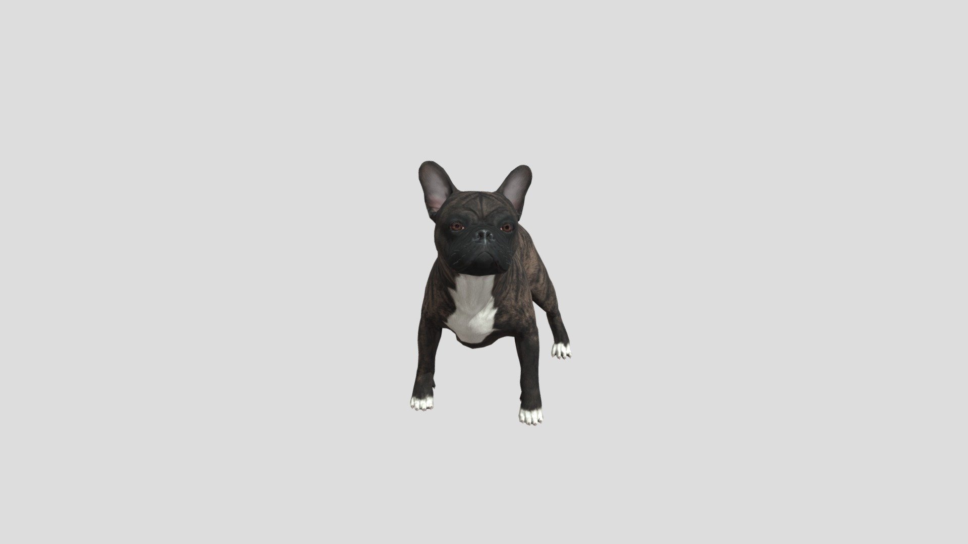 Dog French bulldog 3d model