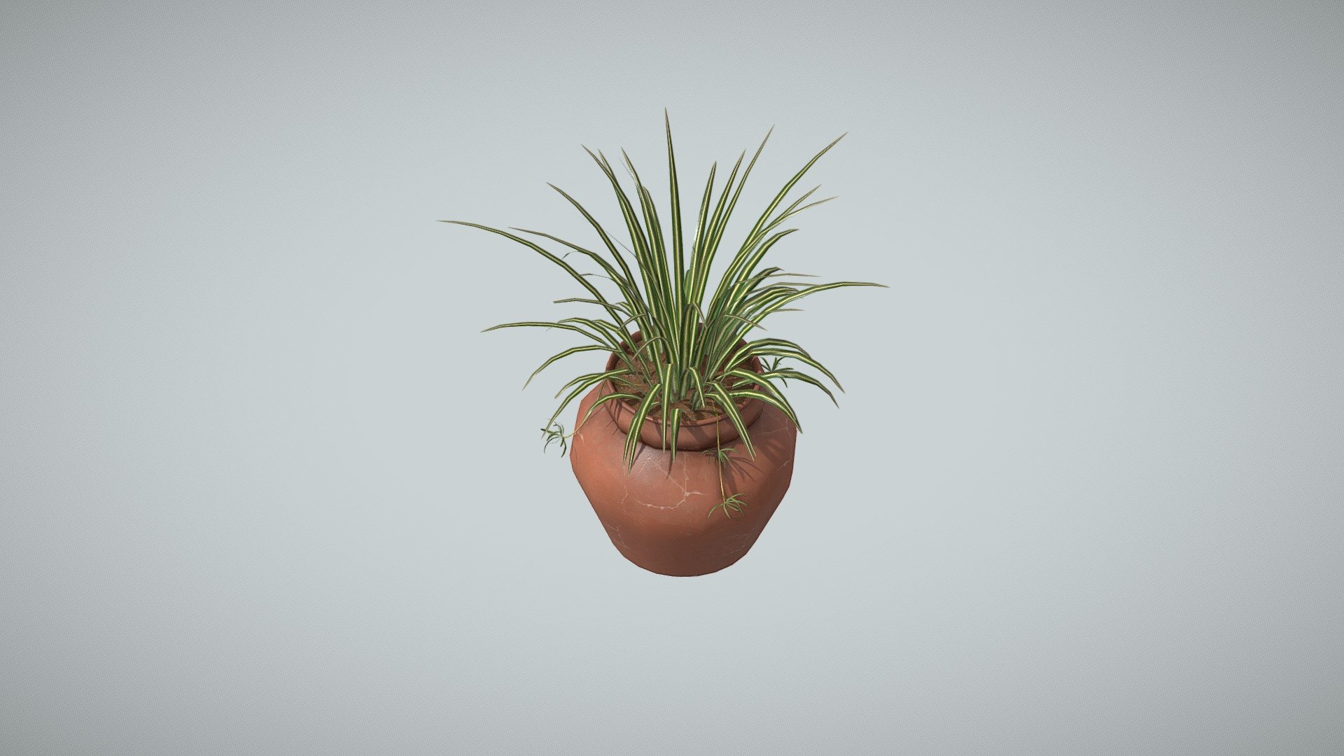 Plant Liriope Muscari 3d model