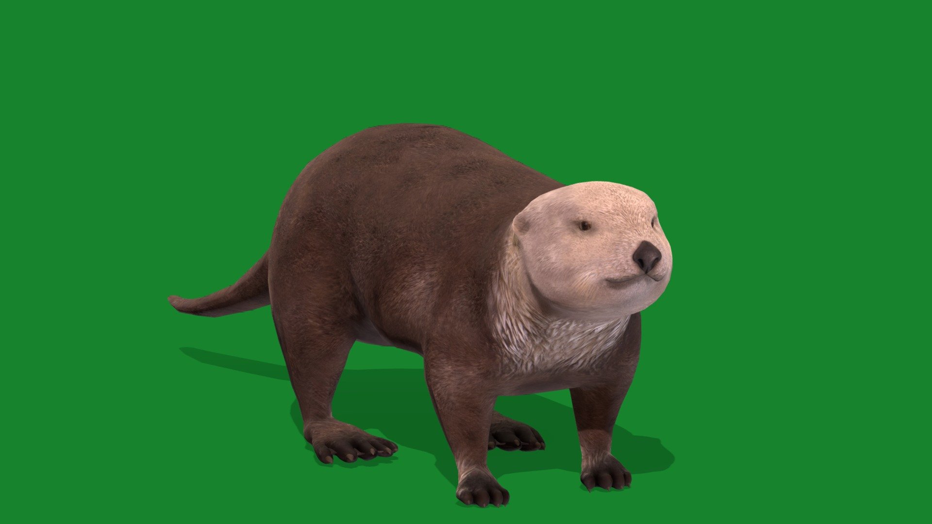 Sea Otter Mammal (Endangered) 3d model