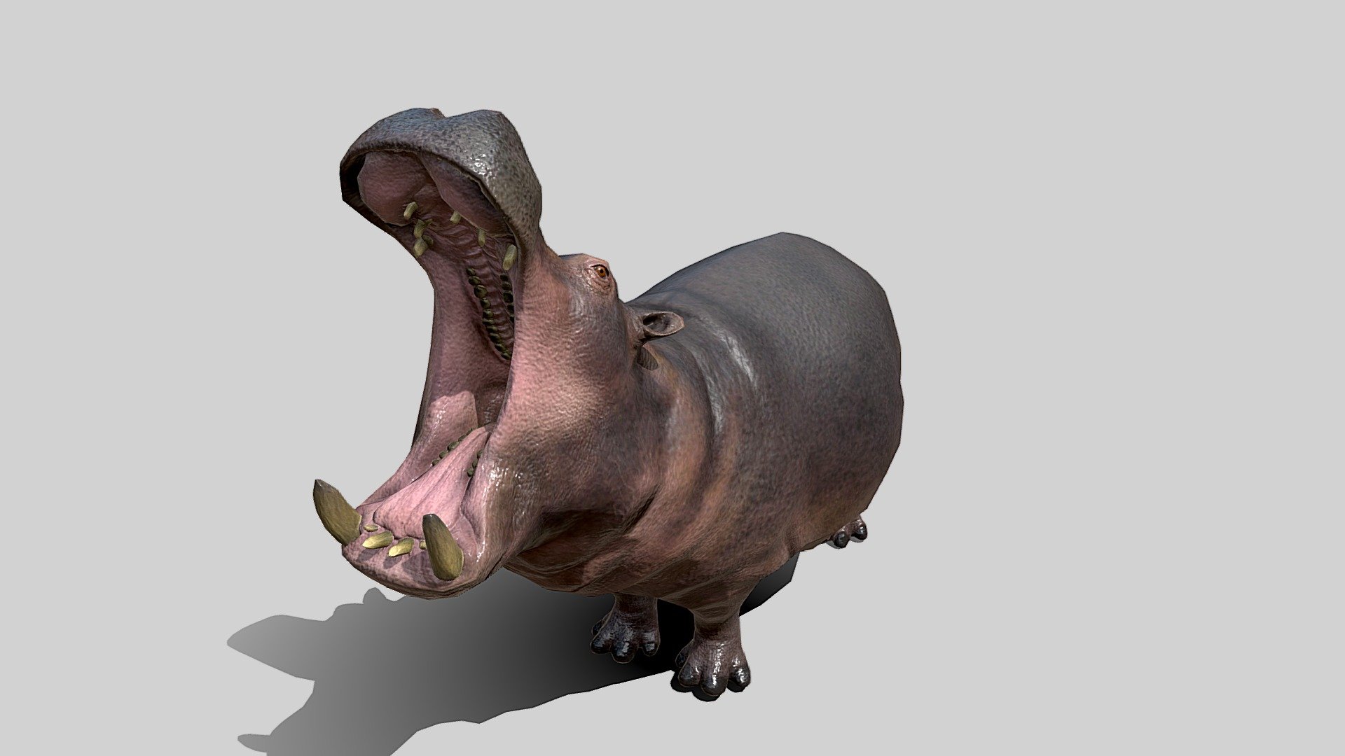 Hippopotamus 3d model