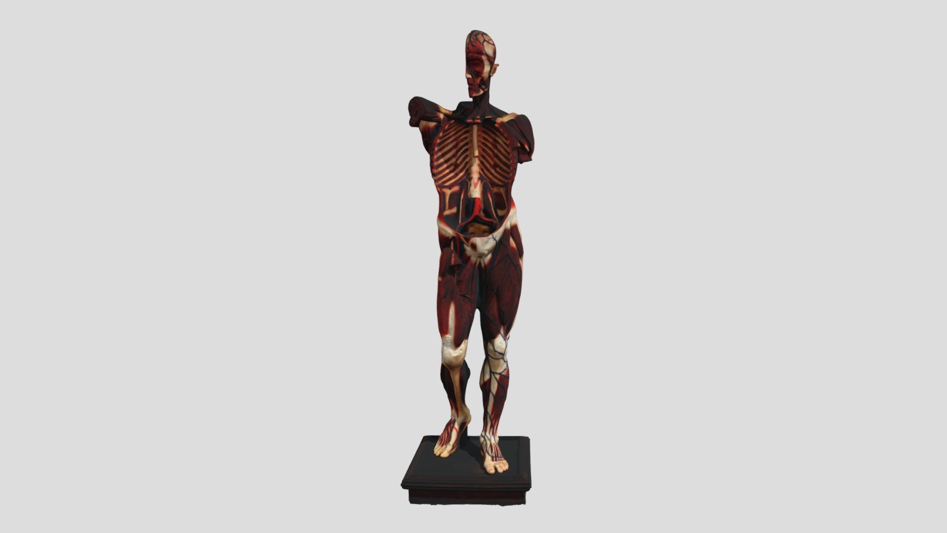 human anatomy model 3d model