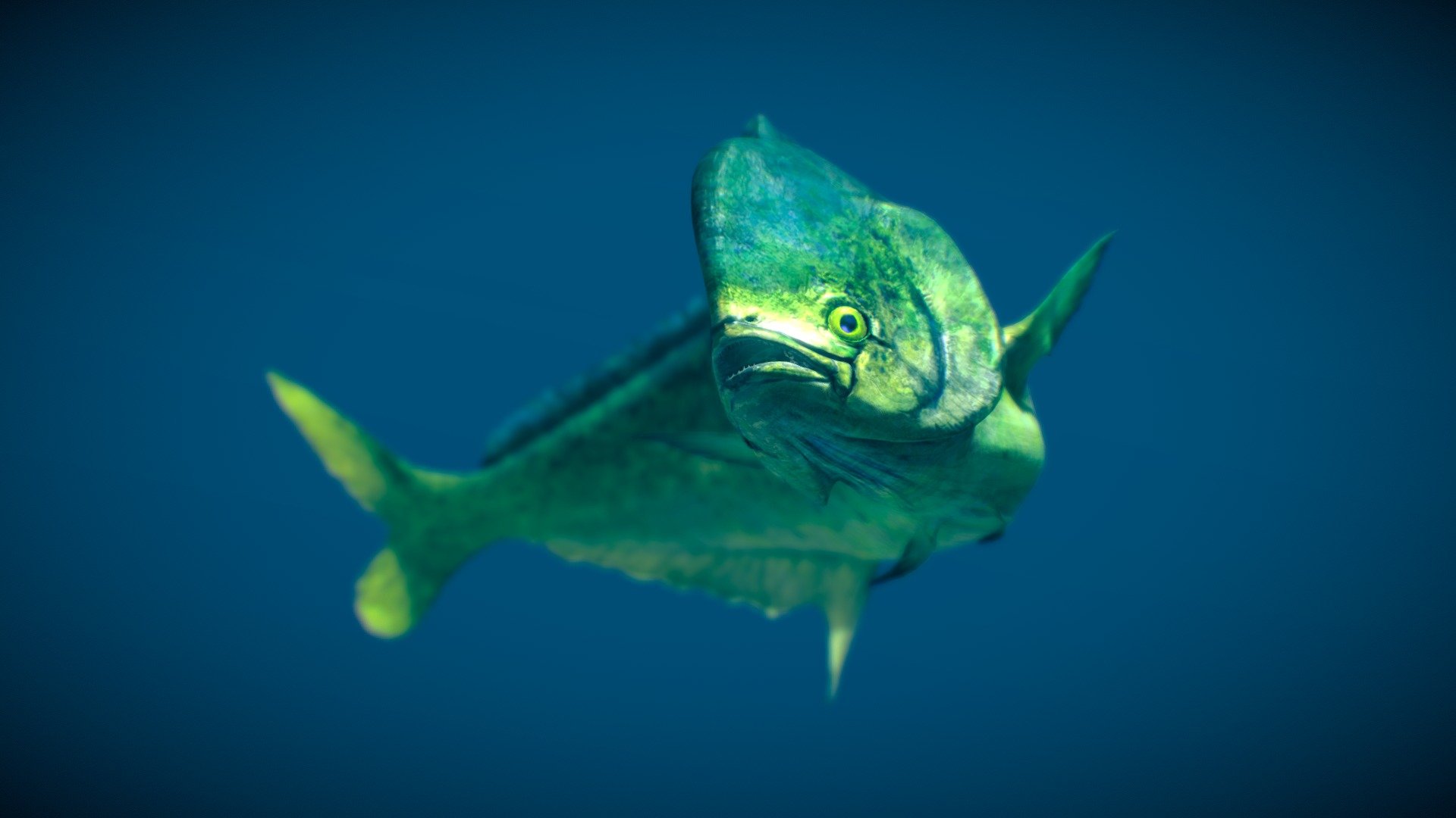 Mahi-mahi 3d model