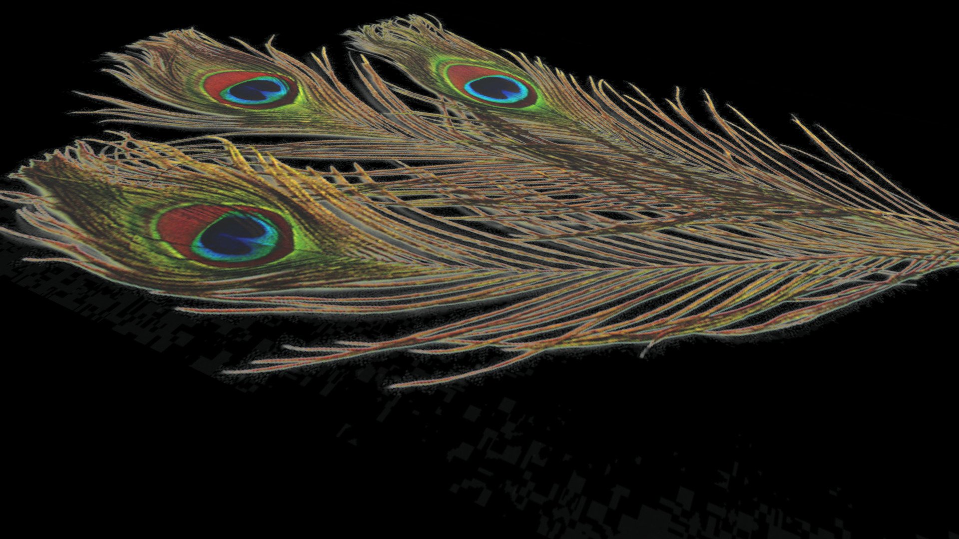 Feathers Peacock 3d free 3d model