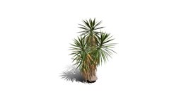 Realistic HD Spineless yucca (27/30)