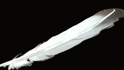 Feather 3d