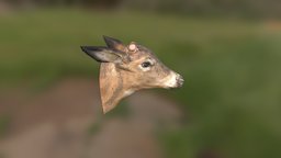 Deer Head