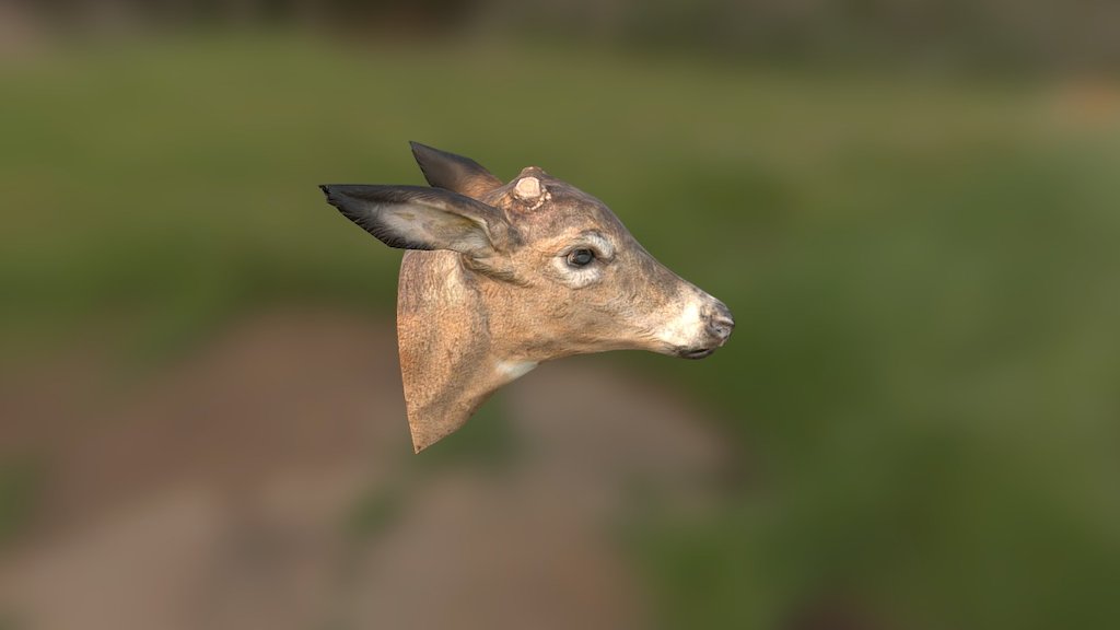 Deer Head 3d model