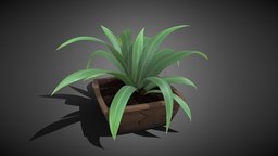 Potted Plant