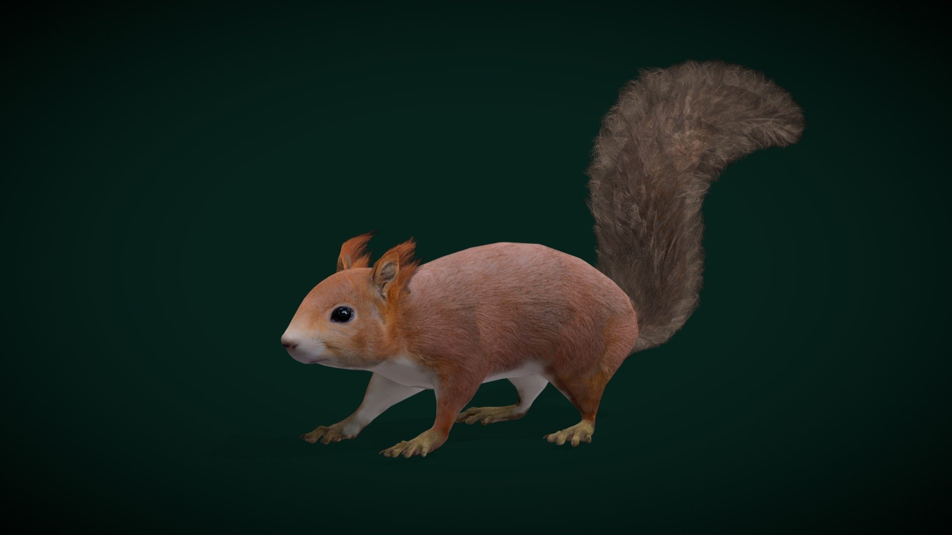 Red Squirrel (Game Ready) 3d model