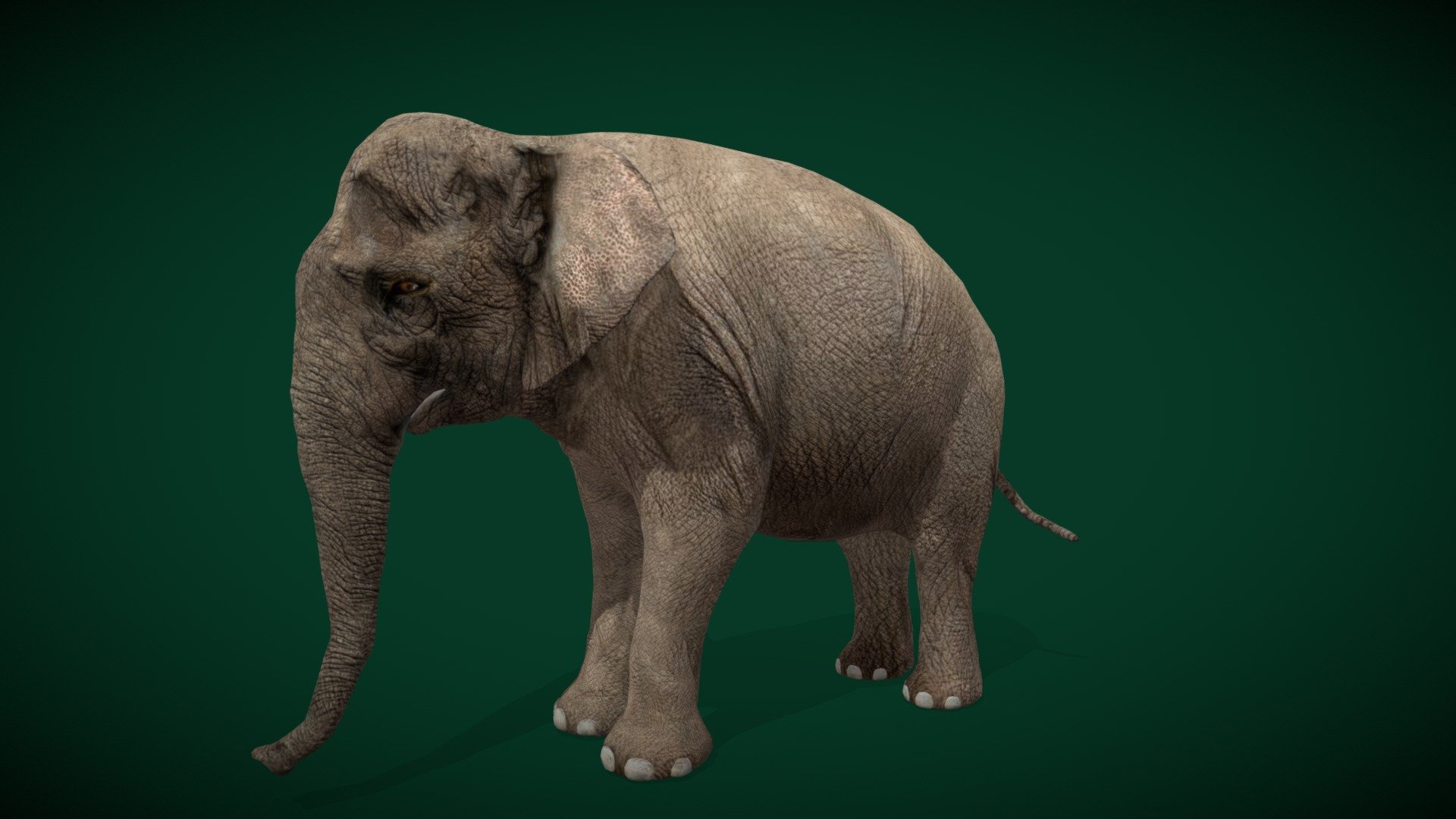 Asian Elephant Adult (Endangered) 3d model