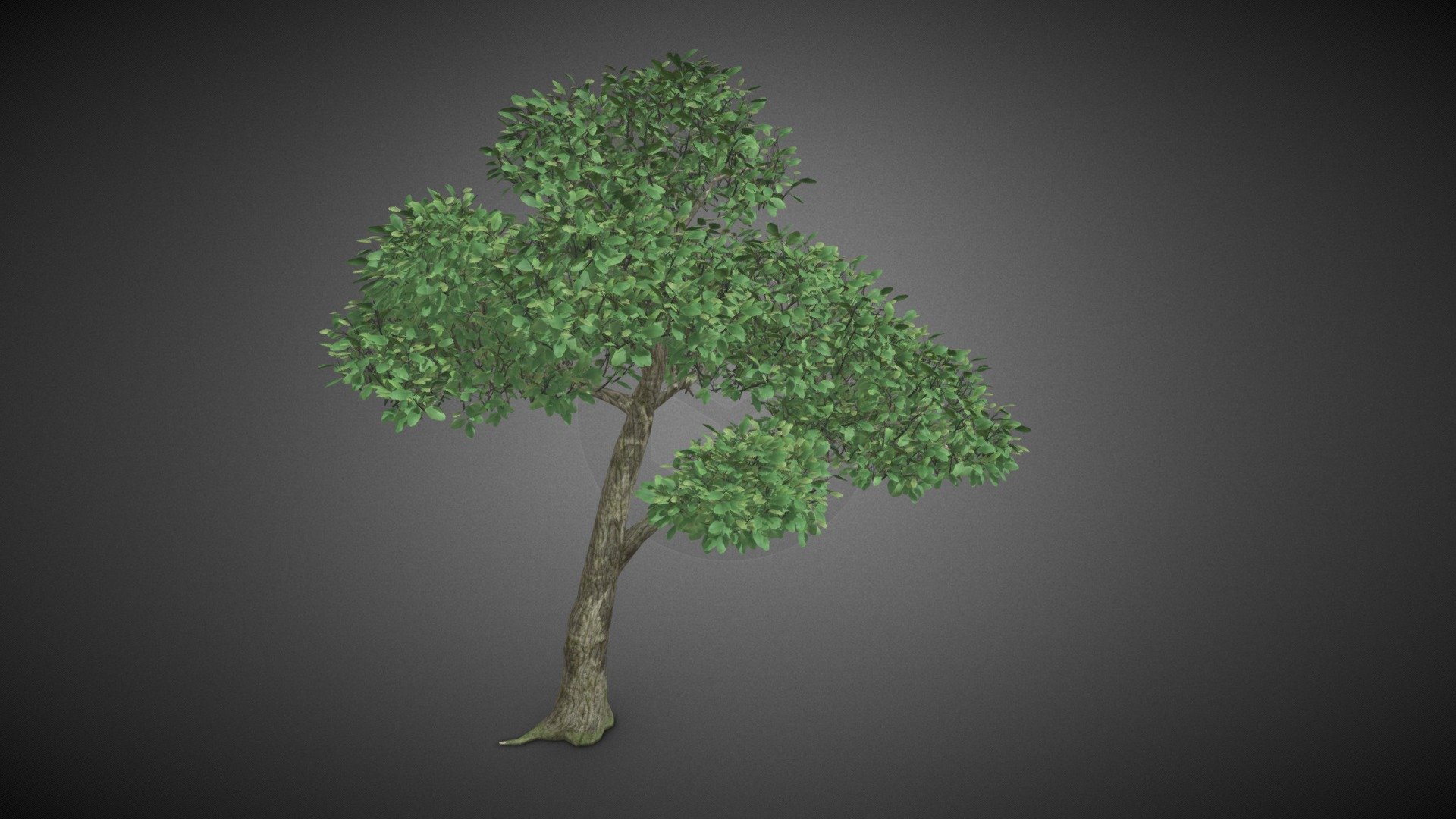 Tree plant 3d model