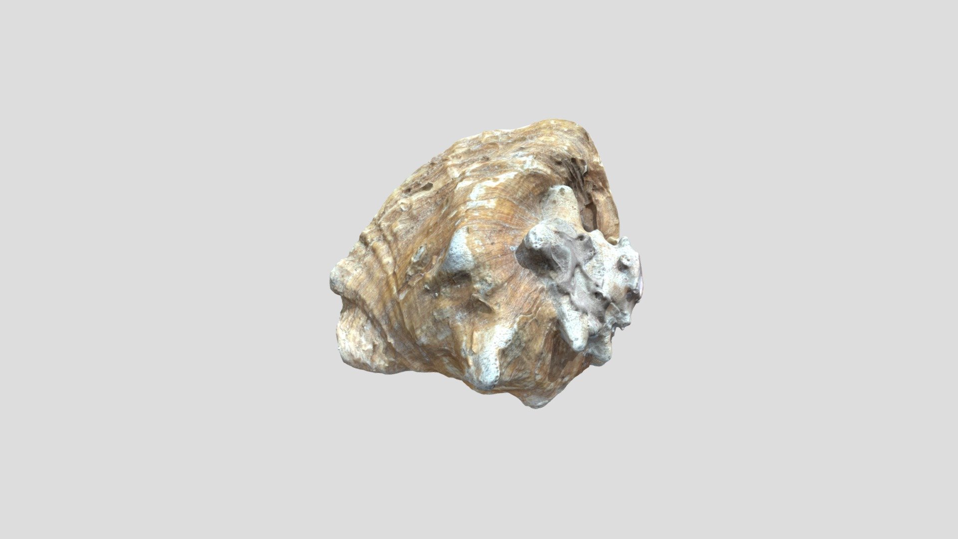 Ultra Realistic -Conch Shell 3d model