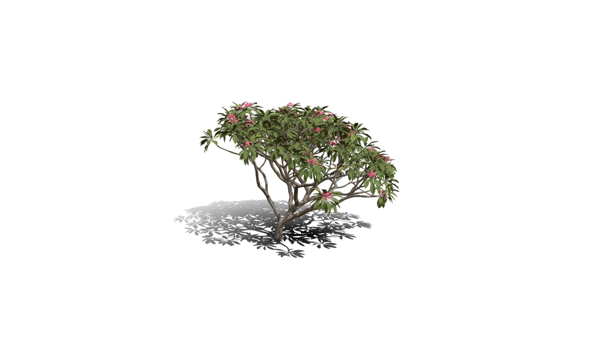 Realistic HD Frangipani tree (15/50) 3d model