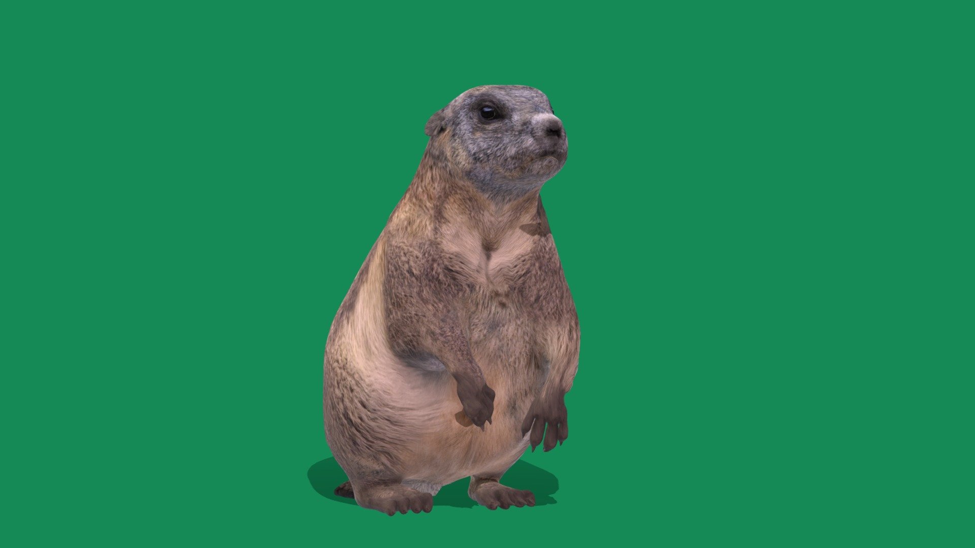 Groundhog Marmot (Lowpoly) 3d model