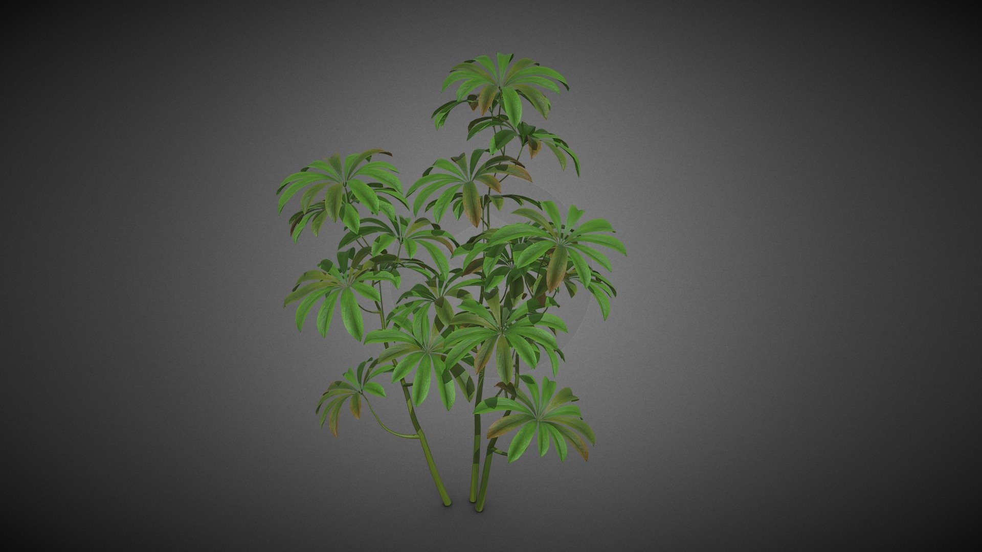 Shrub tree 3d model