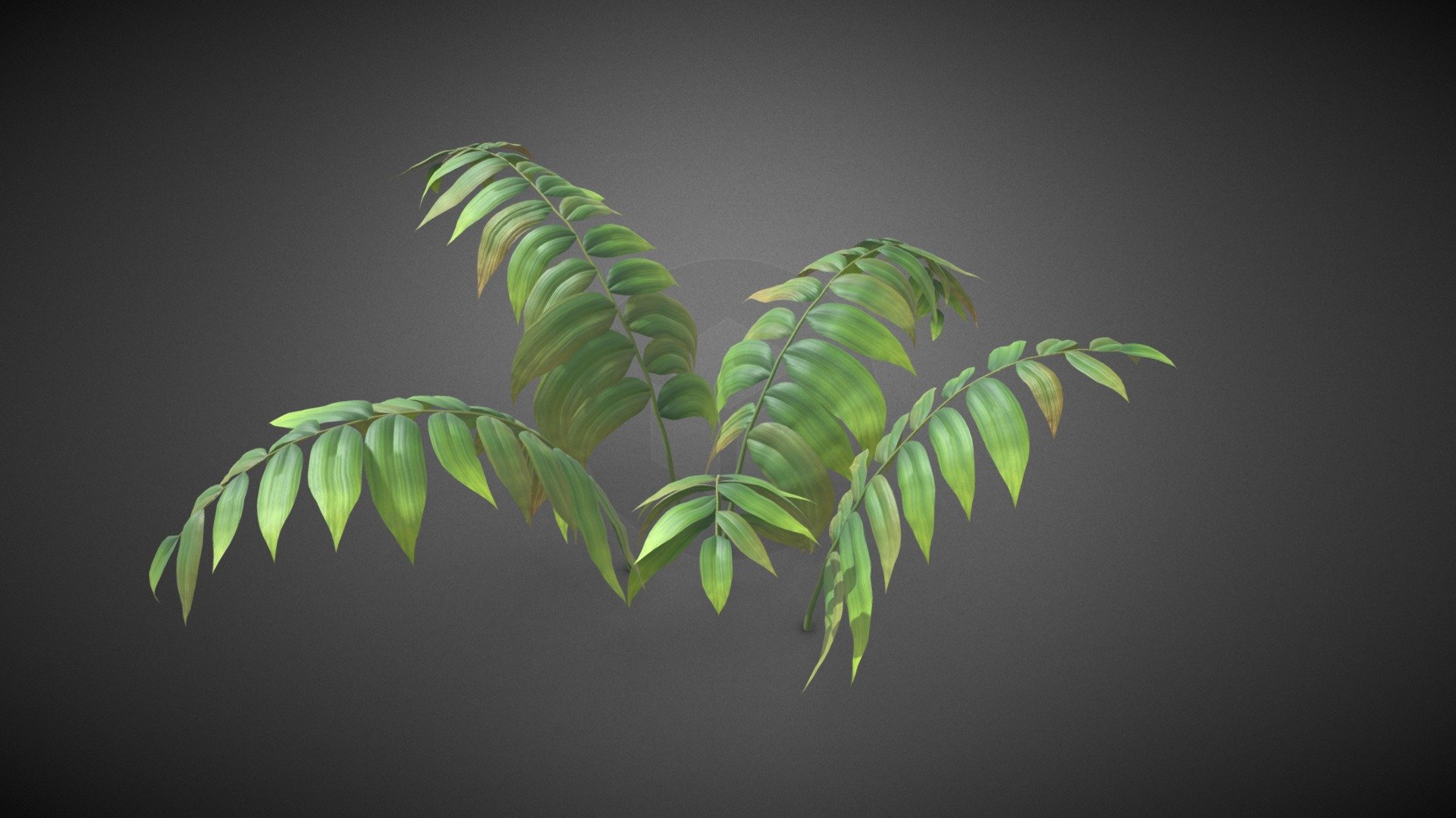 Ferns shrub plant 3d model