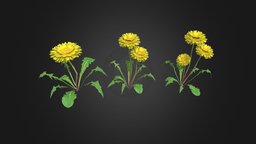 Dandelion Blossom Flower (game ready asset)