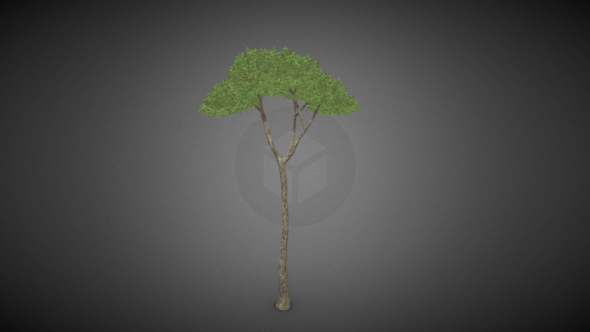 Tree shrub 3d model