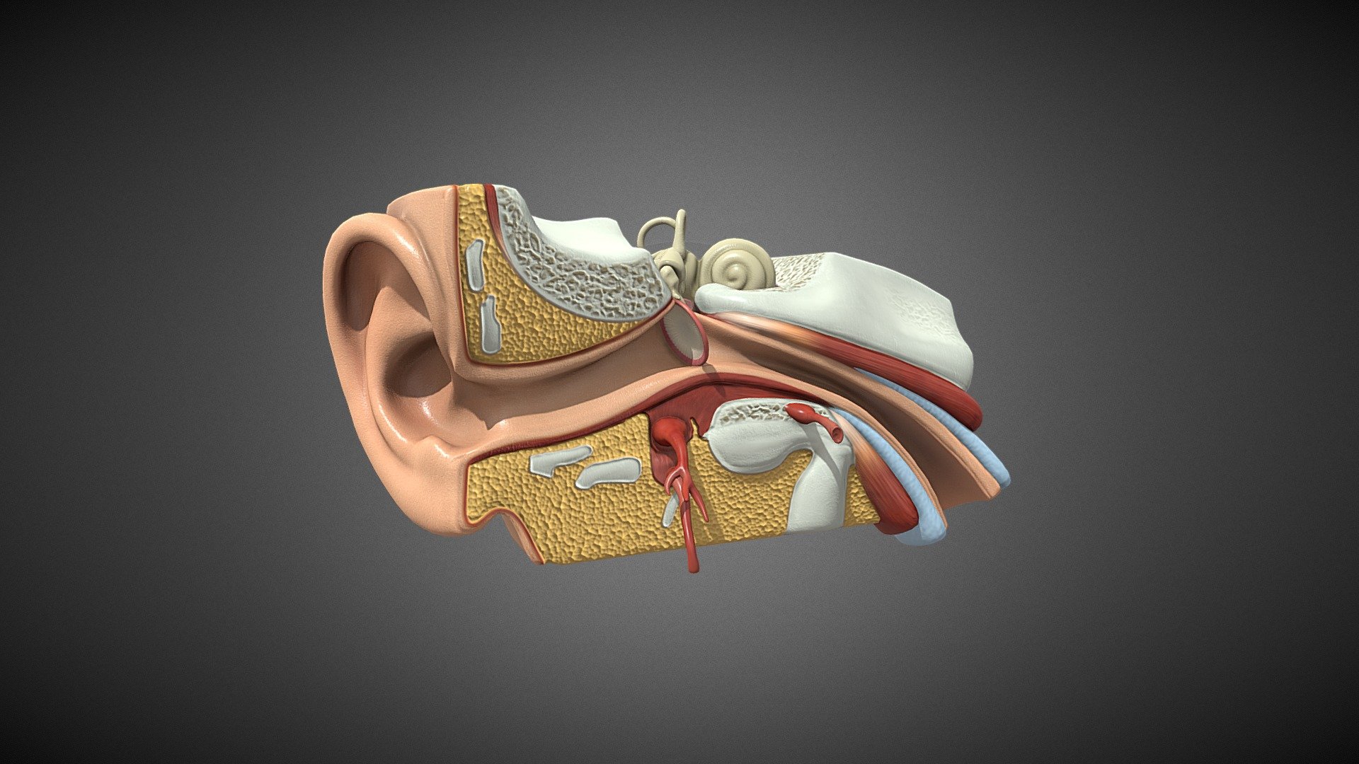 Human Ear Anatomy 3d model