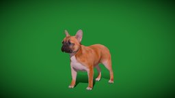 French Bulldog Breed (Game Ready)