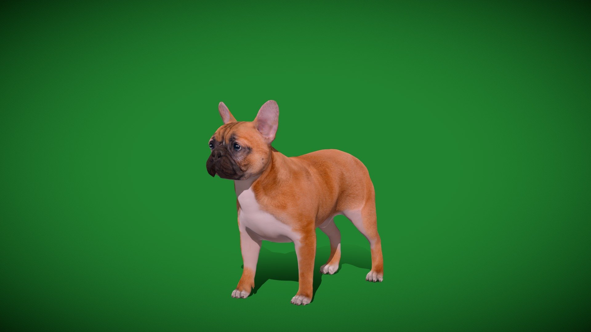 French Bulldog Breed (Game Ready) 3d model