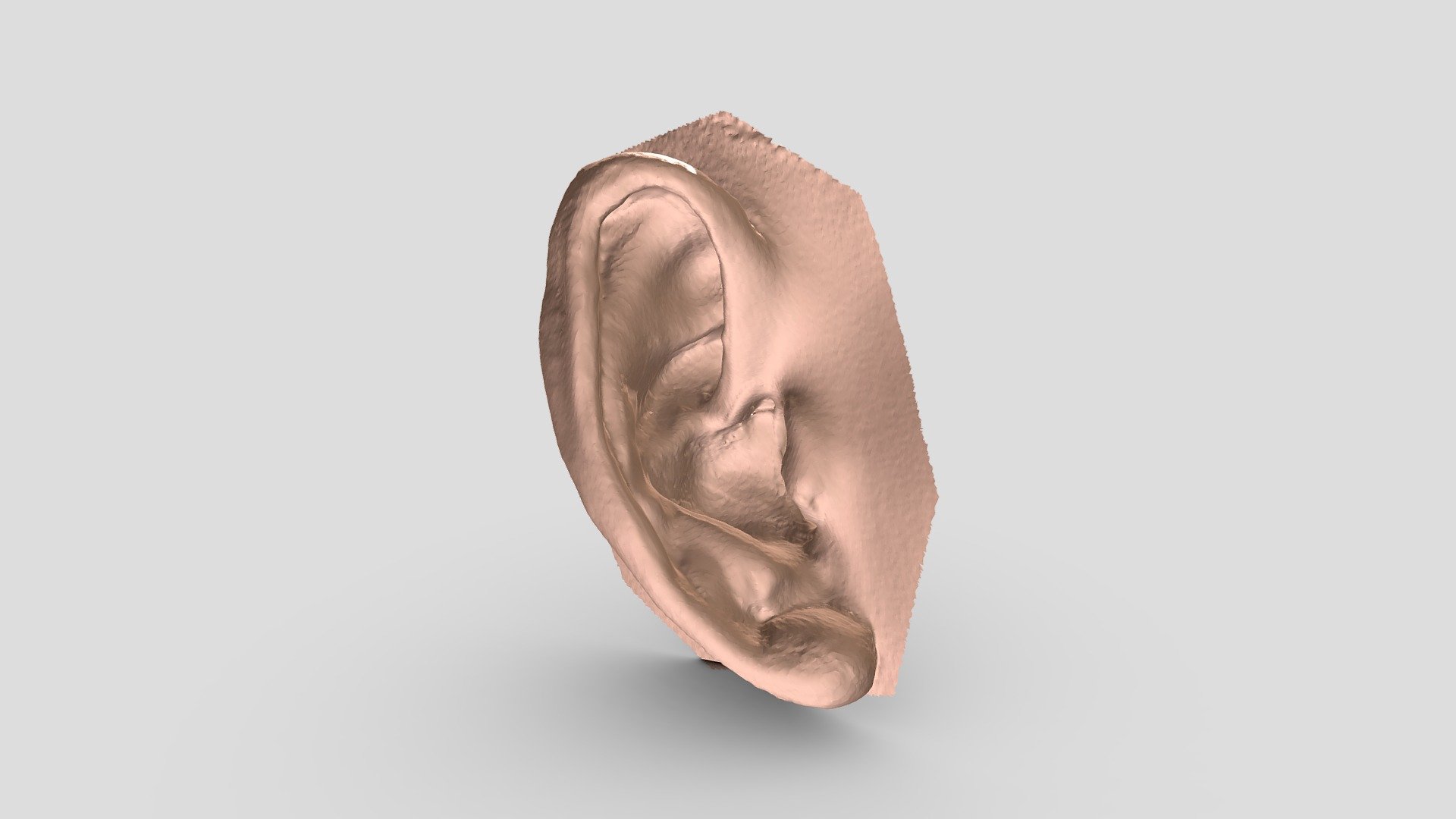 Ear 3d model