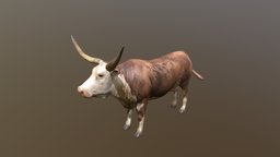 Texas Longhorn