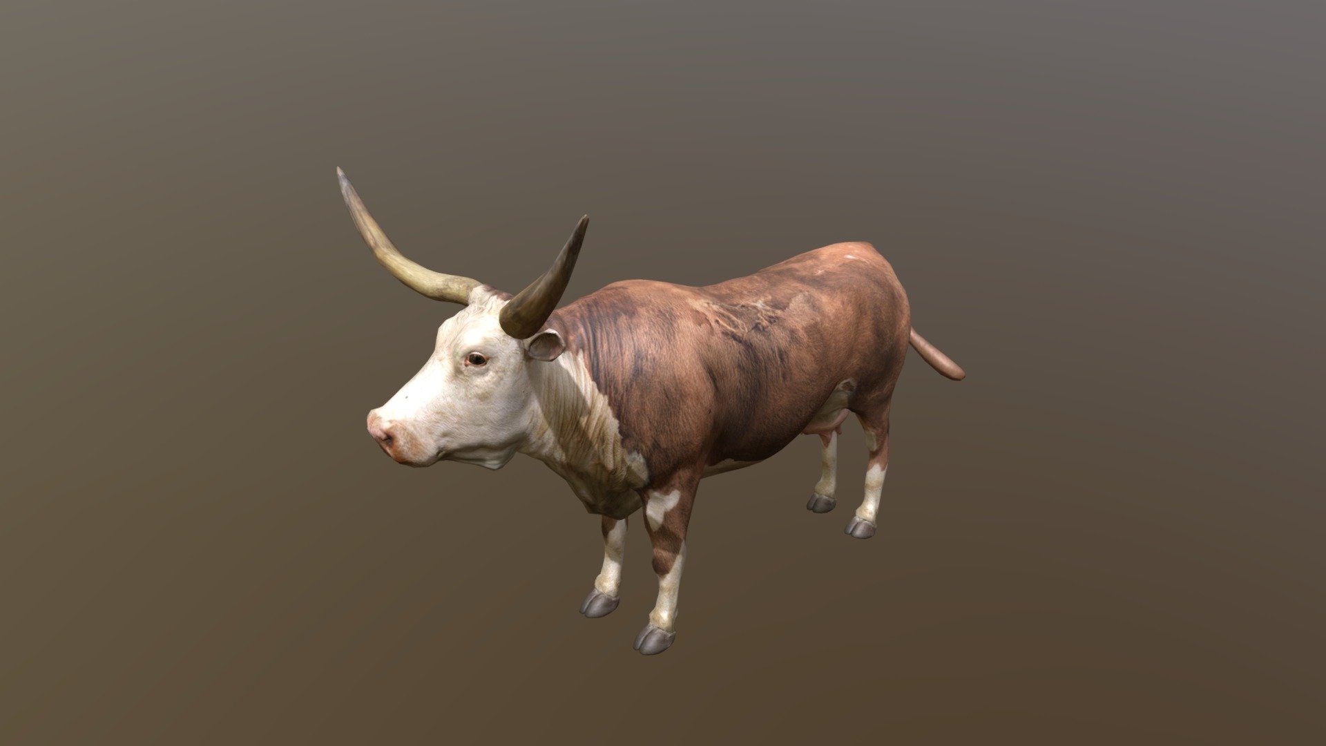 Texas Longhorn 3d model