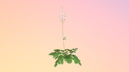 Black Cohosh