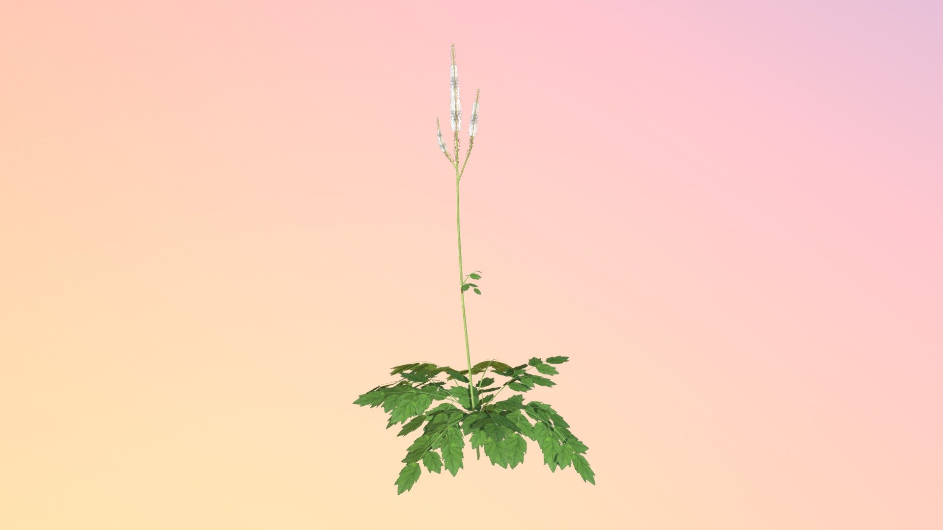 Black Cohosh 3d model