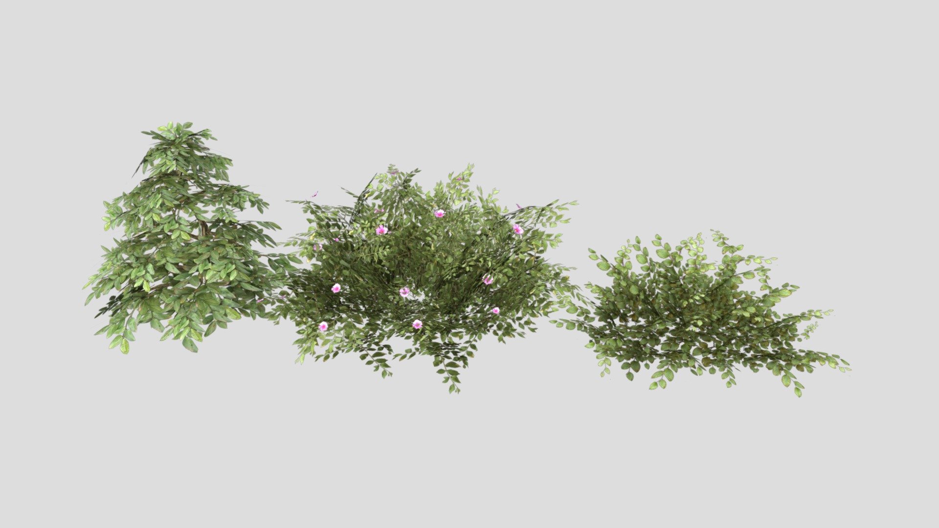 Shrubs 3d model