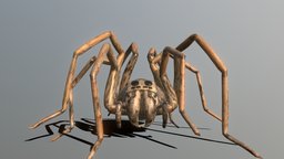 Wolf Spider