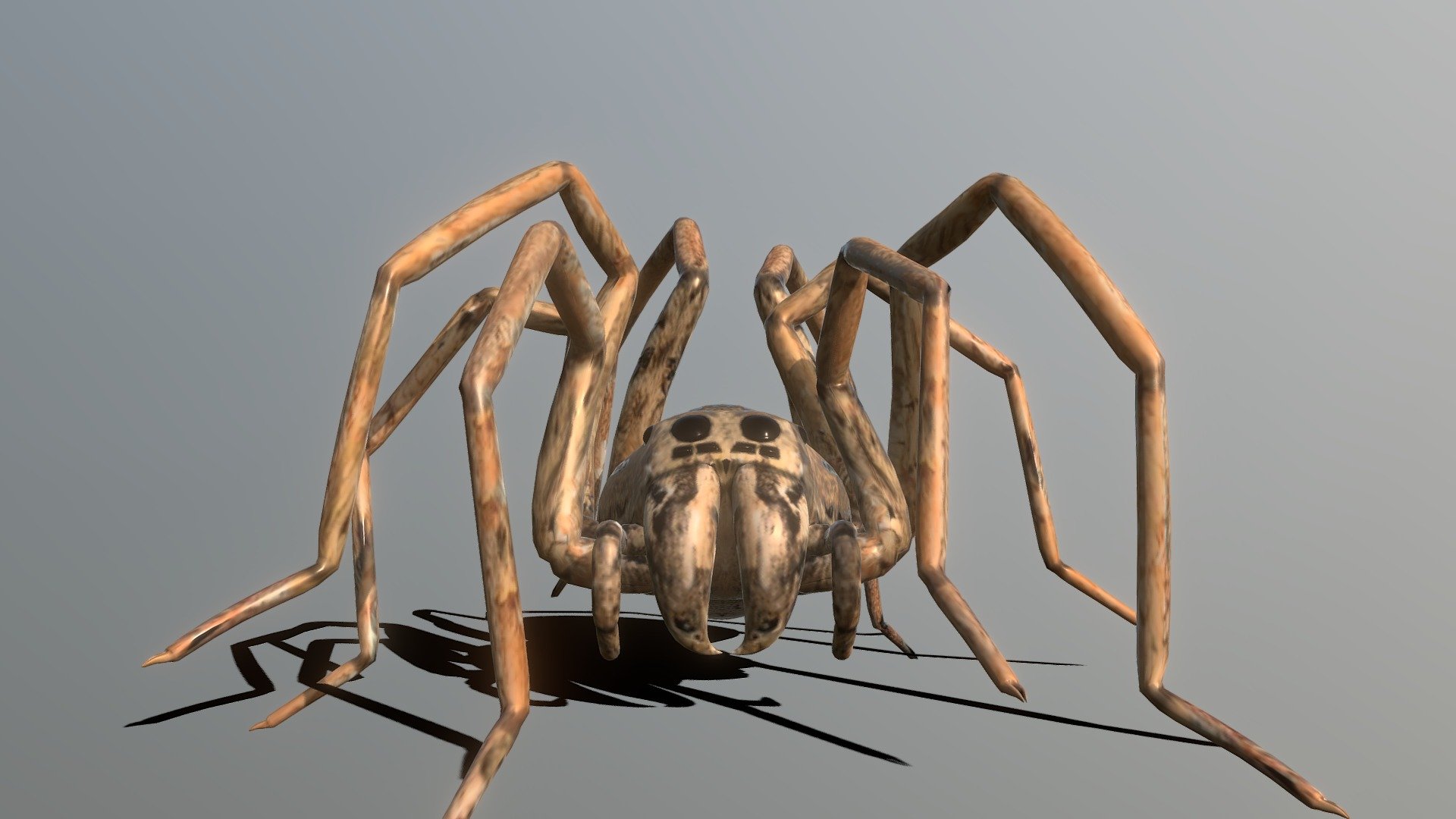 Wolf Spider 3d model