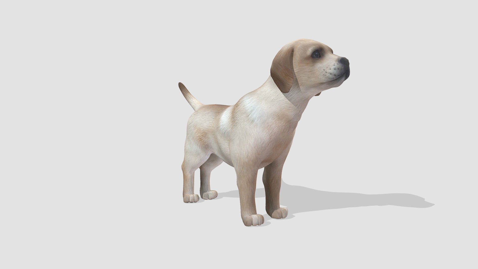 dog 3d model