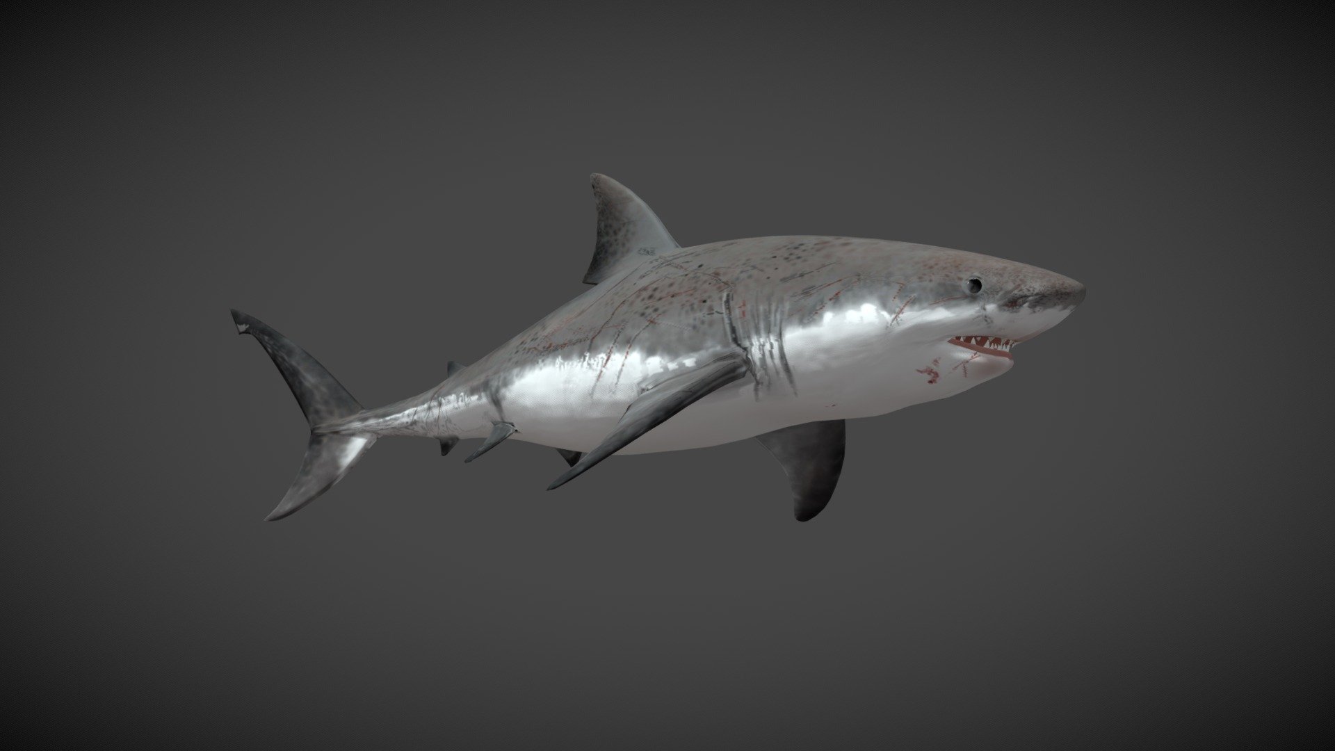 Great White Shark 3d model