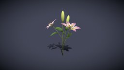 Lily 3D Model