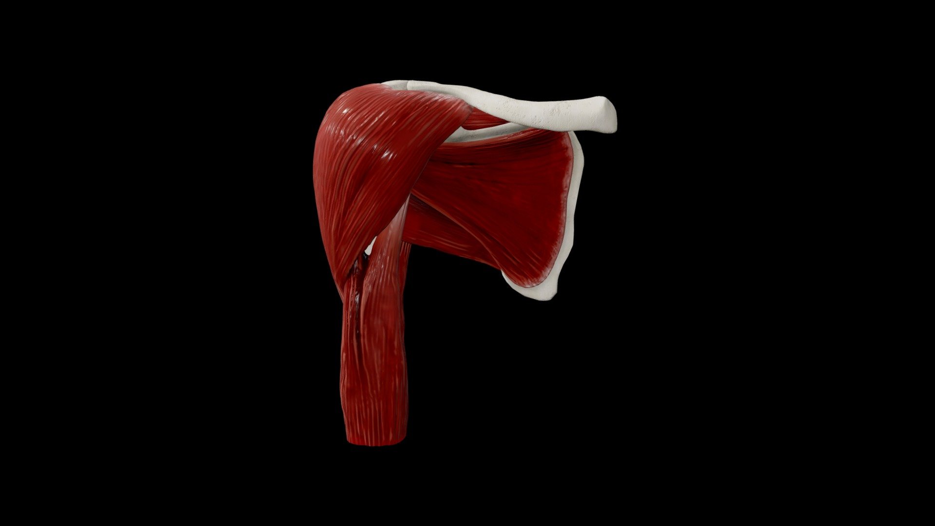 Shoulder Muscles 3d model