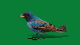 Indigo Bunting Bird (Lowpoly)